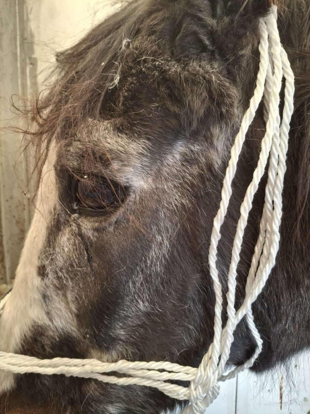 Fundacja Kraina Zwierząt