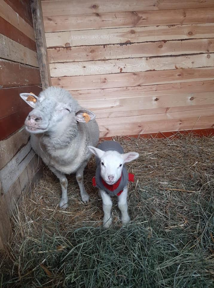 Fundacja Kraina Zwierząt