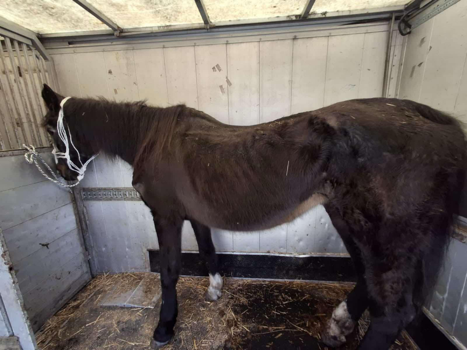 Fundacja Kraina Zwierząt