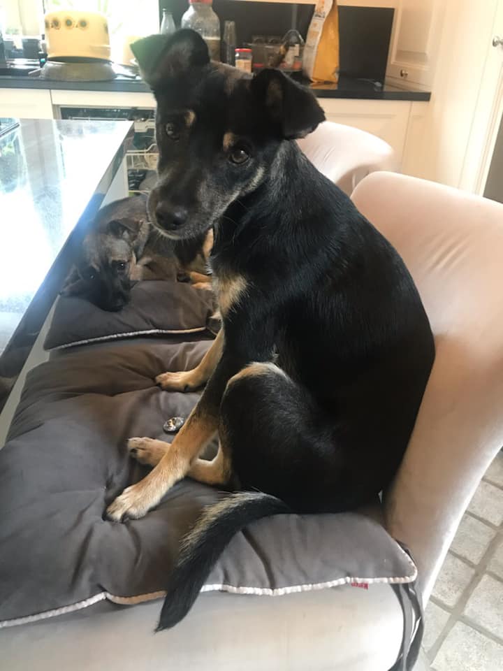 Fundacja Kraina Zwierząt