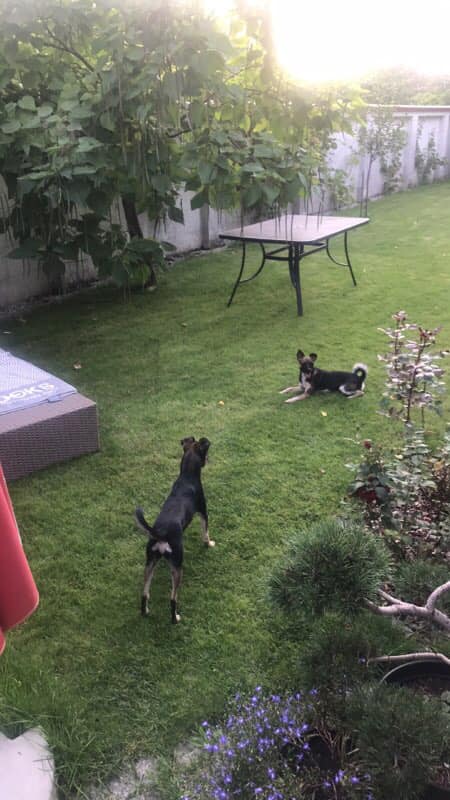 Fundacja Kraina Zwierząt