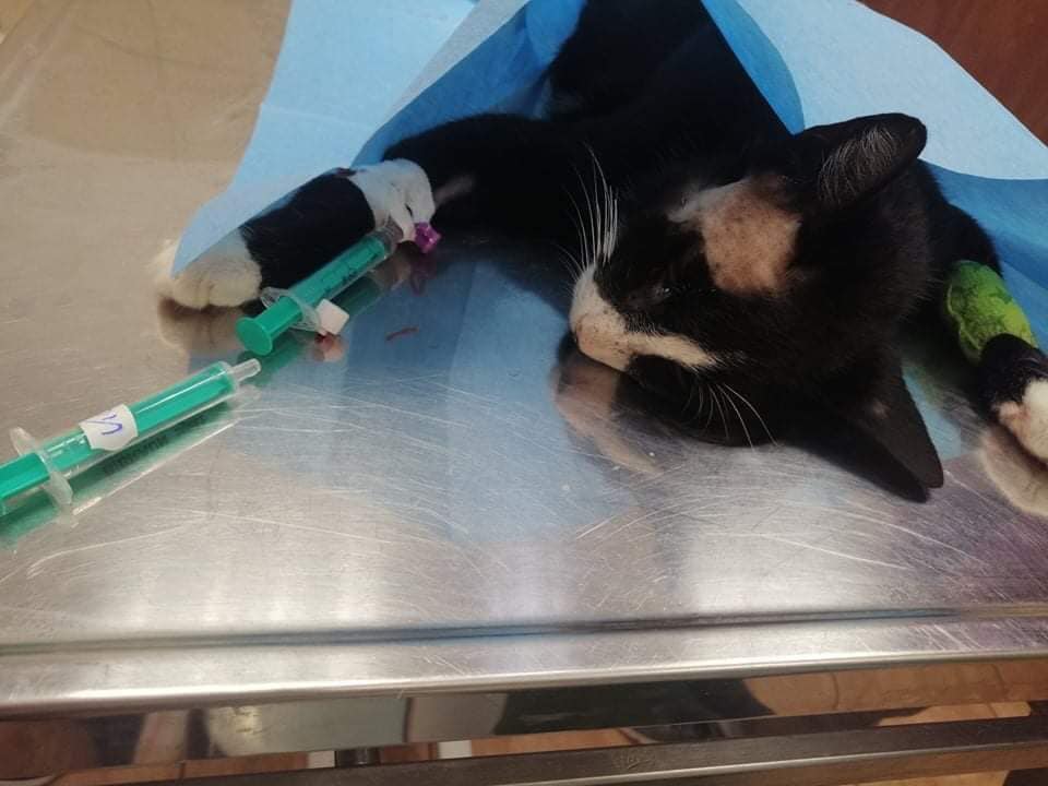 Fundacja Kraina Zwierząt