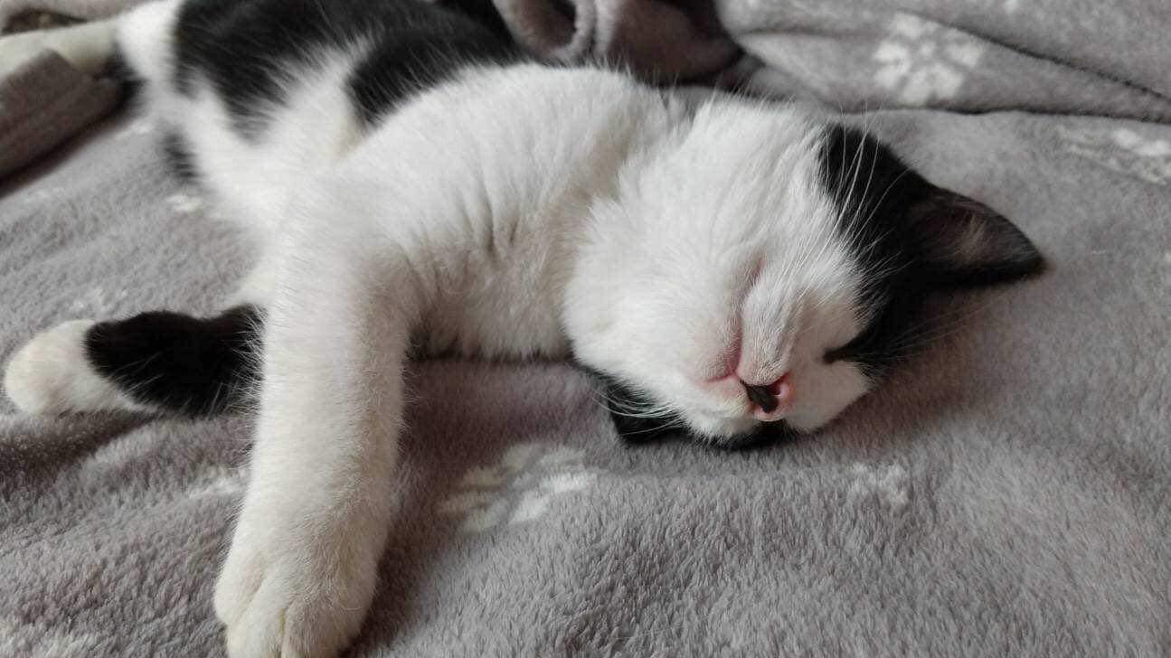 Fundacja Kraina Zwierząt