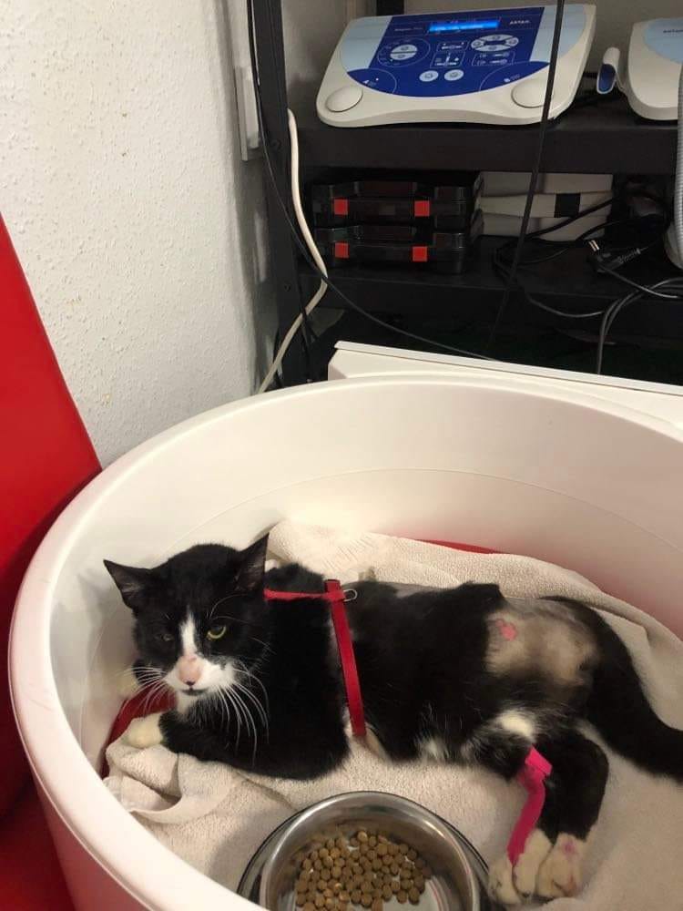 Fundacja Kraina Zwierząt