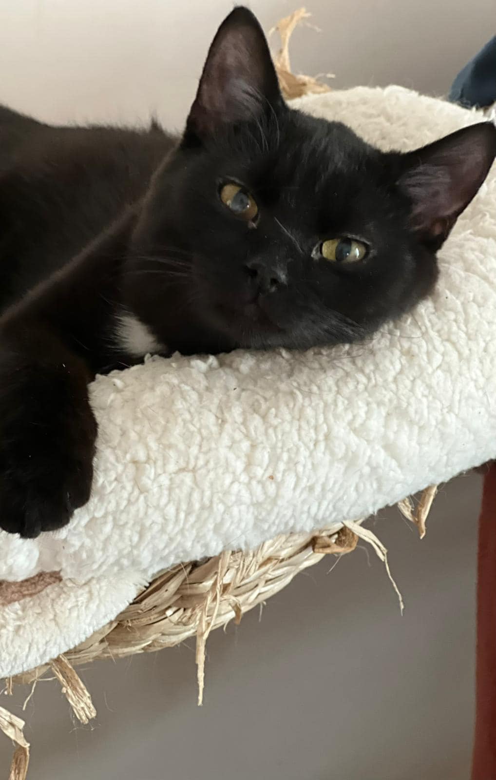 Fundacja Kraina Zwierząt