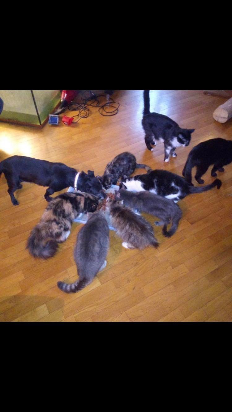 Fundacja Kraina Zwierząt