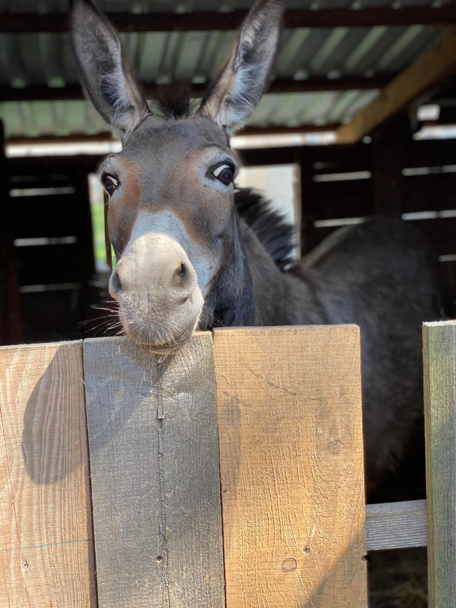 Fundacja Kraina Zwierząt