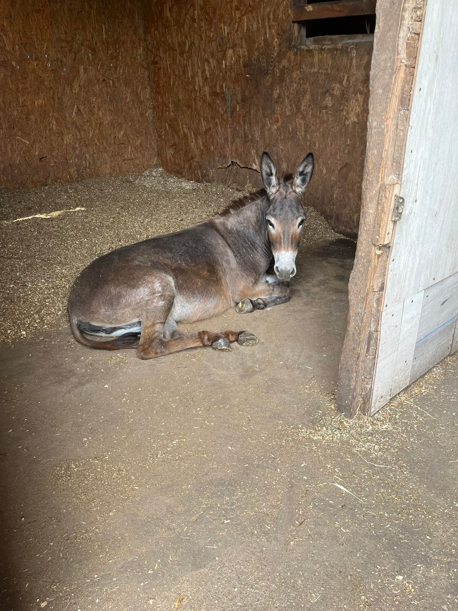 Fundacja Kraina Zwierząt