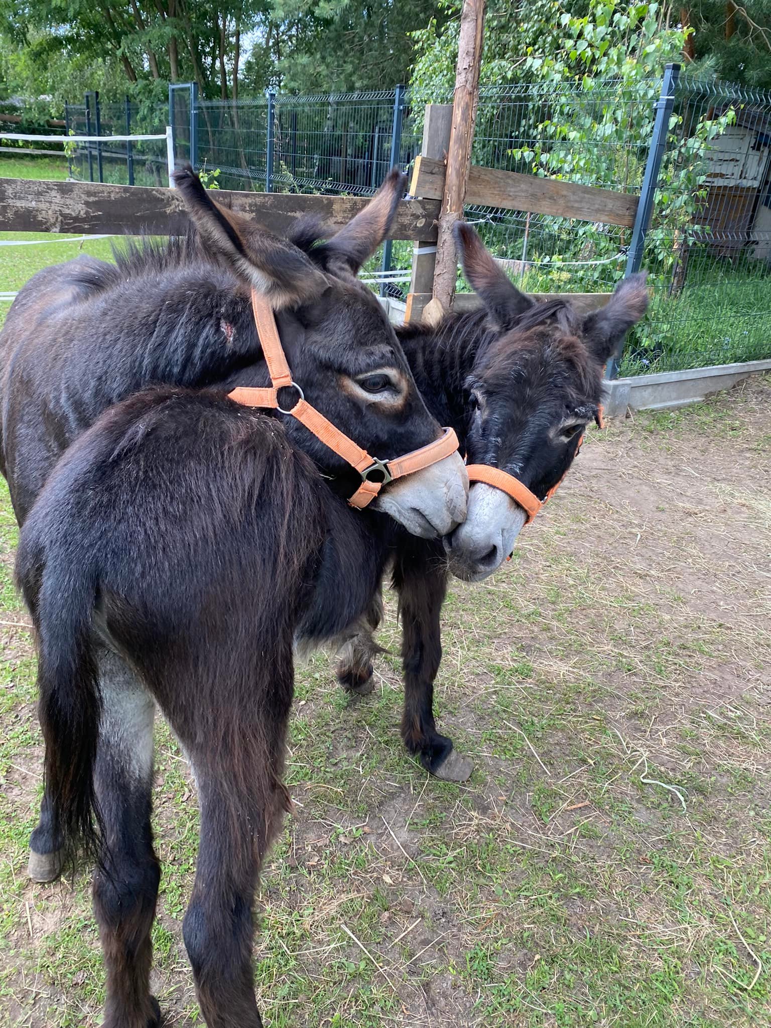 Fundacja Kraina Zwierząt