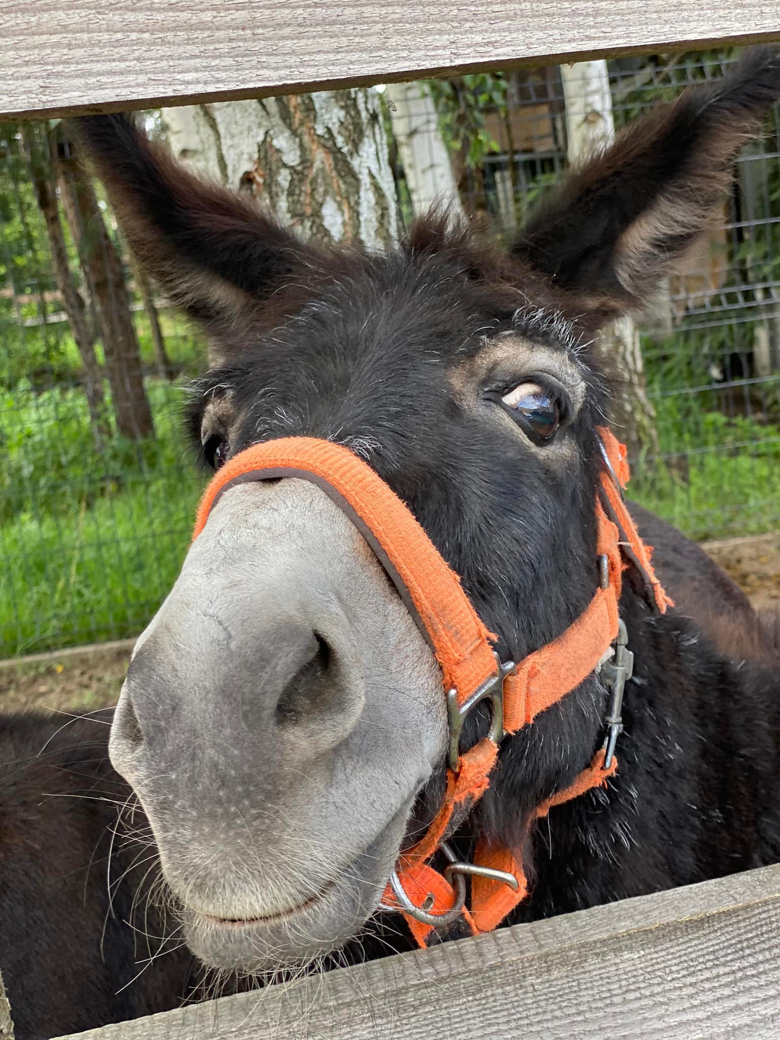 Fundacja Kraina Zwierząt