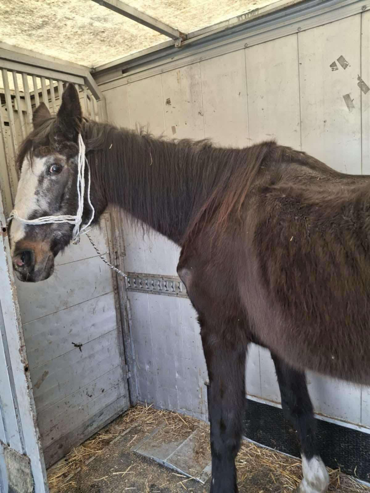 Fundacja Kraina Zwierząt