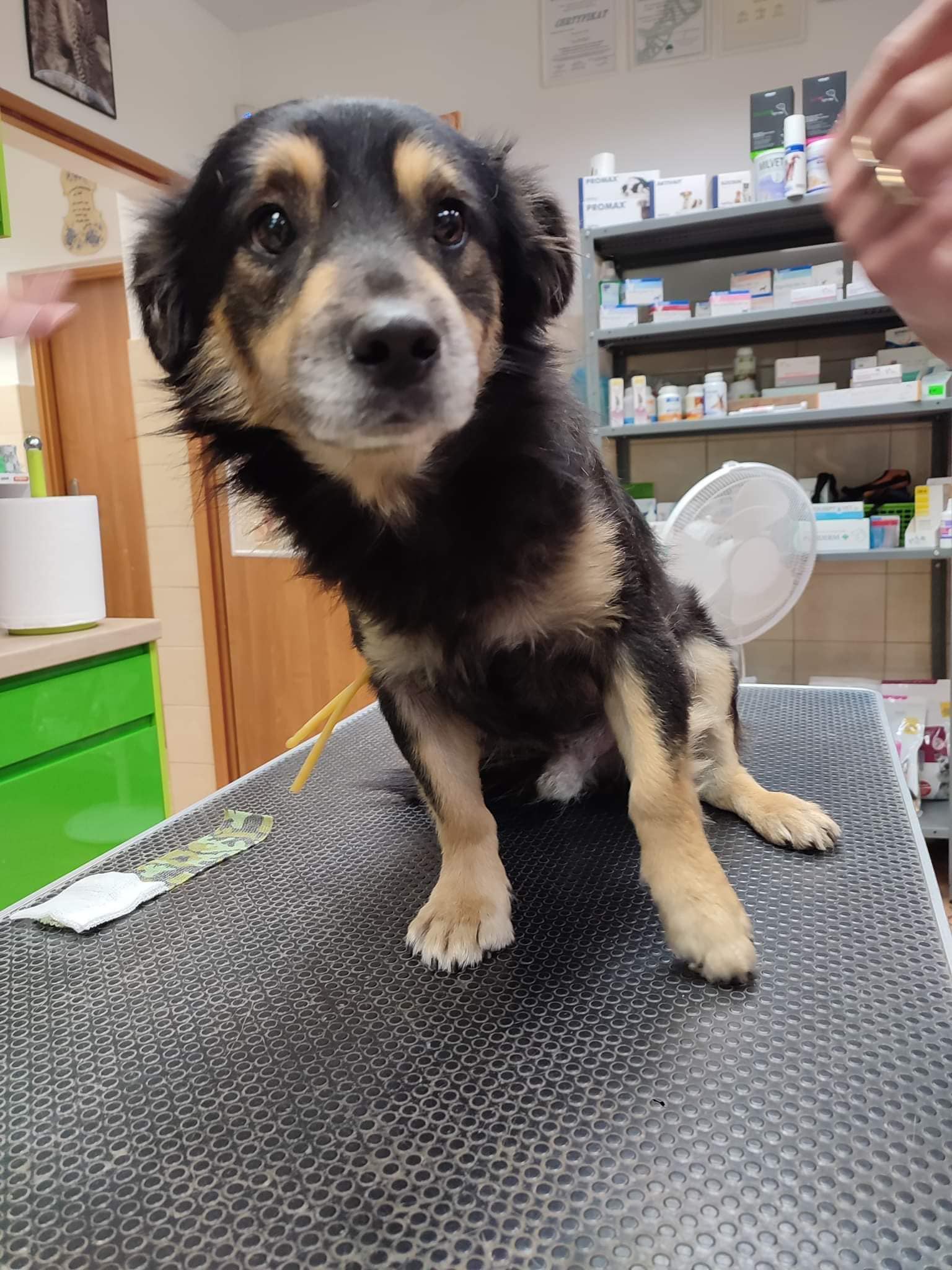 Fundacja Kraina Zwierząt