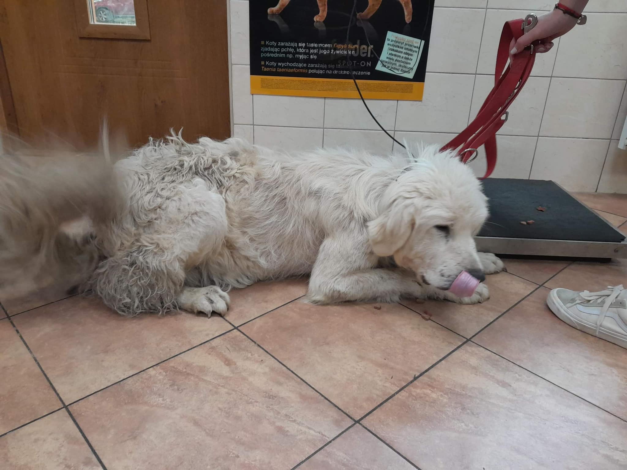 Fundacja Kraina Zwierząt