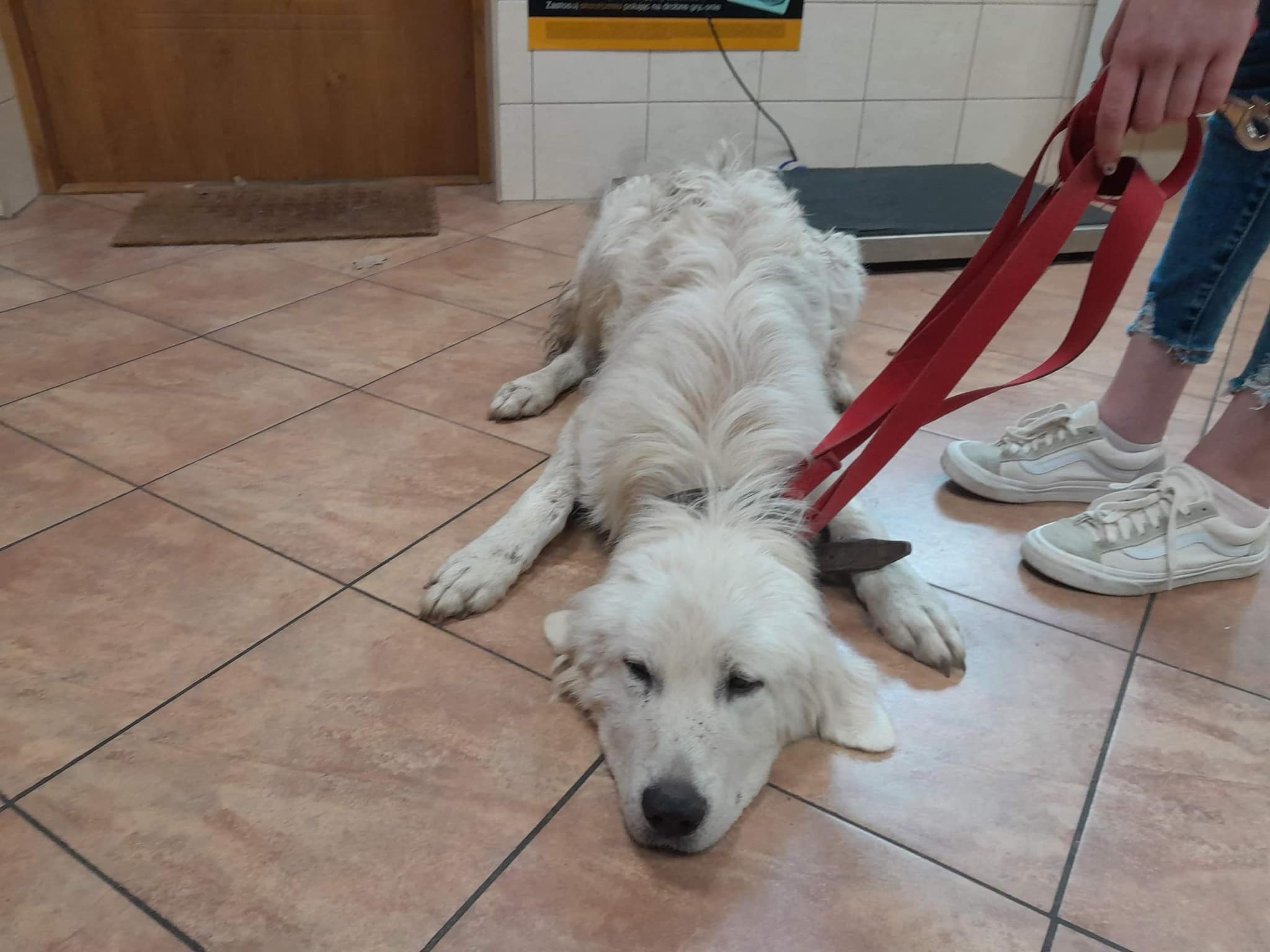 Fundacja Kraina Zwierząt