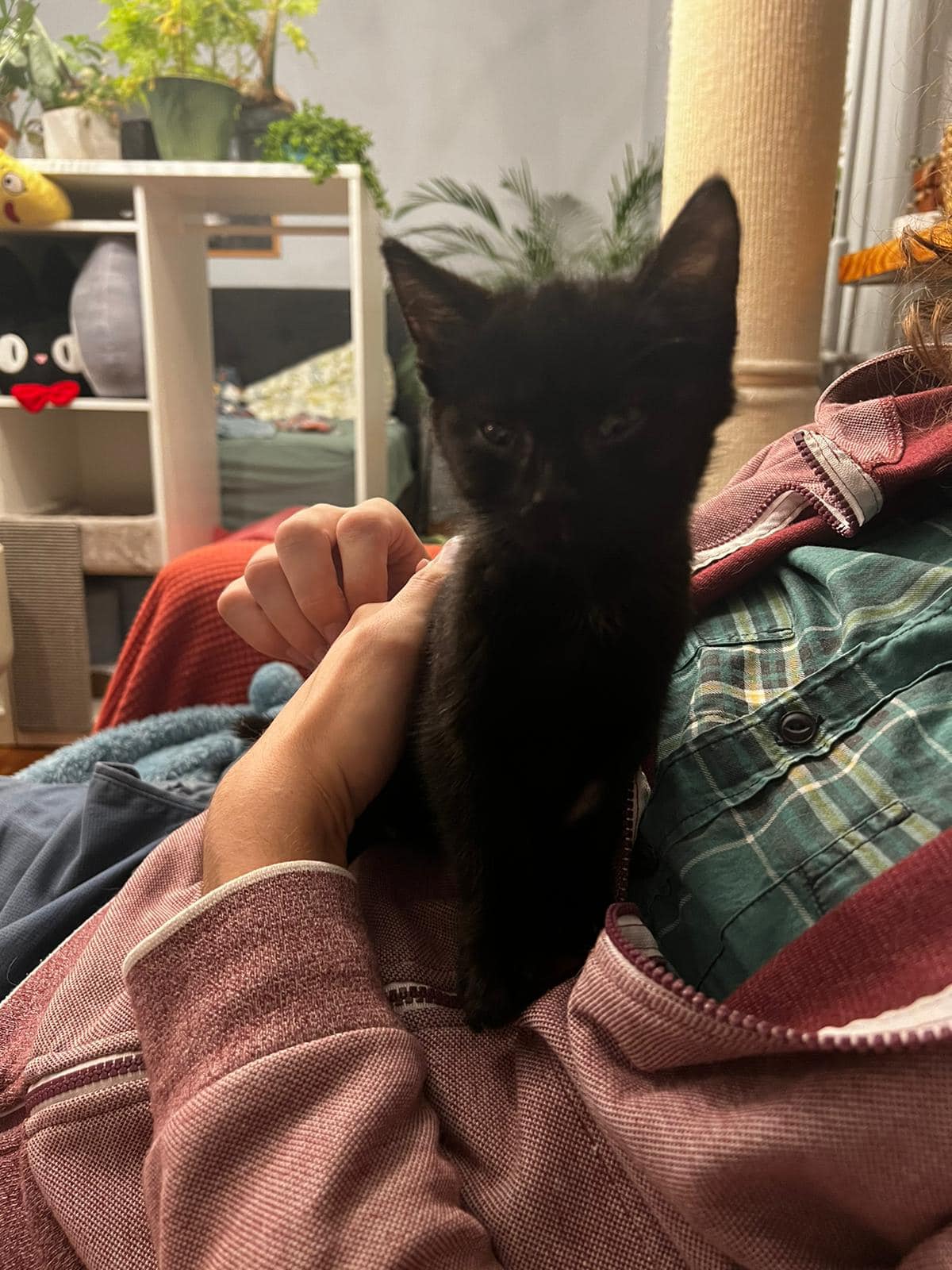 Fundacja Kraina Zwierząt