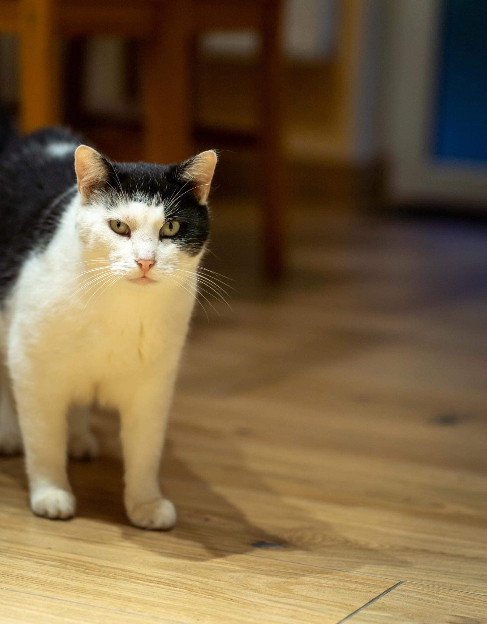 Fundacja Kraina Zwierząt