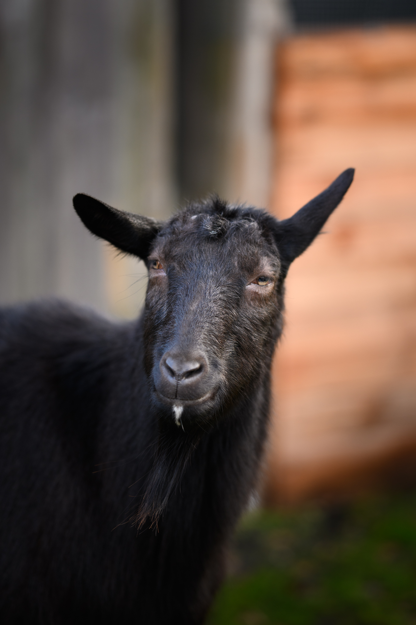 Fundacja Kraina Zwierząt