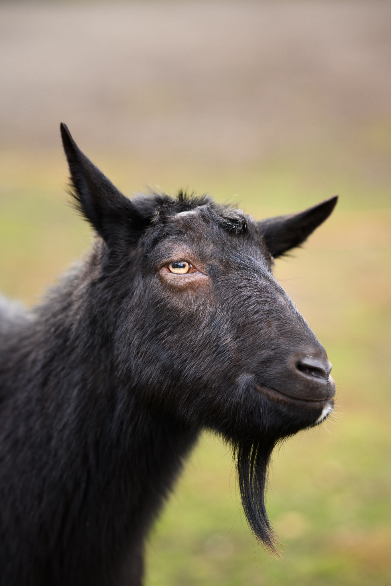 Fundacja Kraina Zwierząt