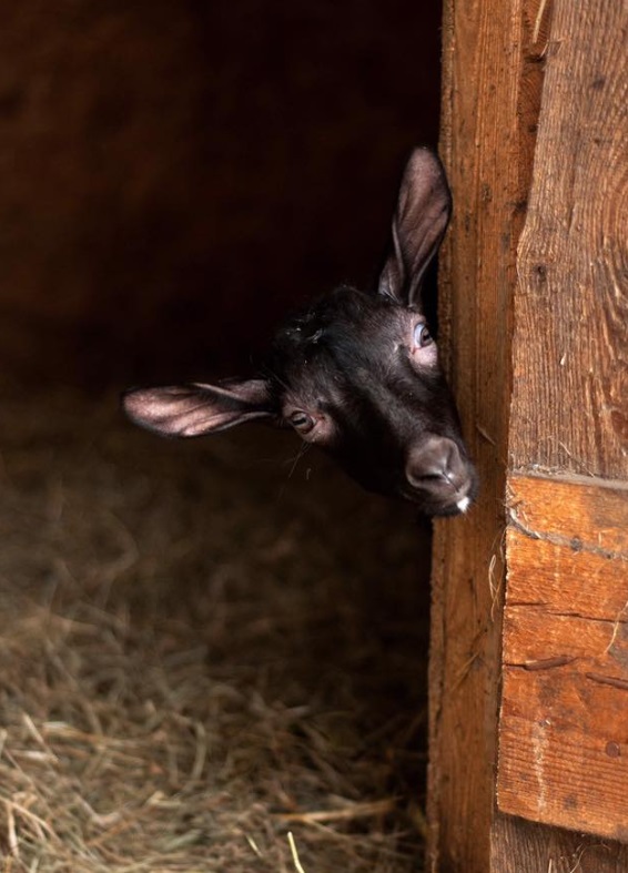 Fundacja Kraina Zwierząt