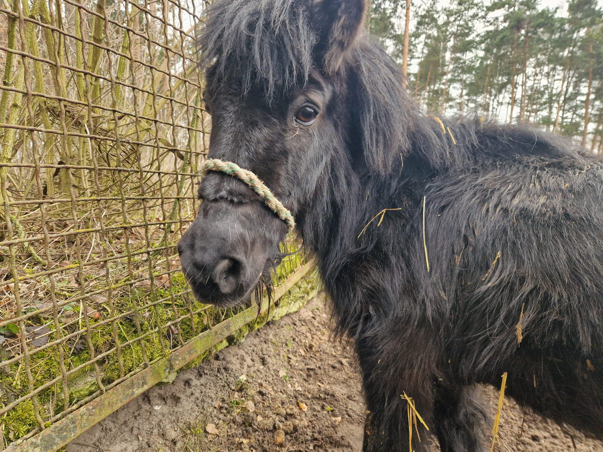 Fundacja Kraina Zwierząt