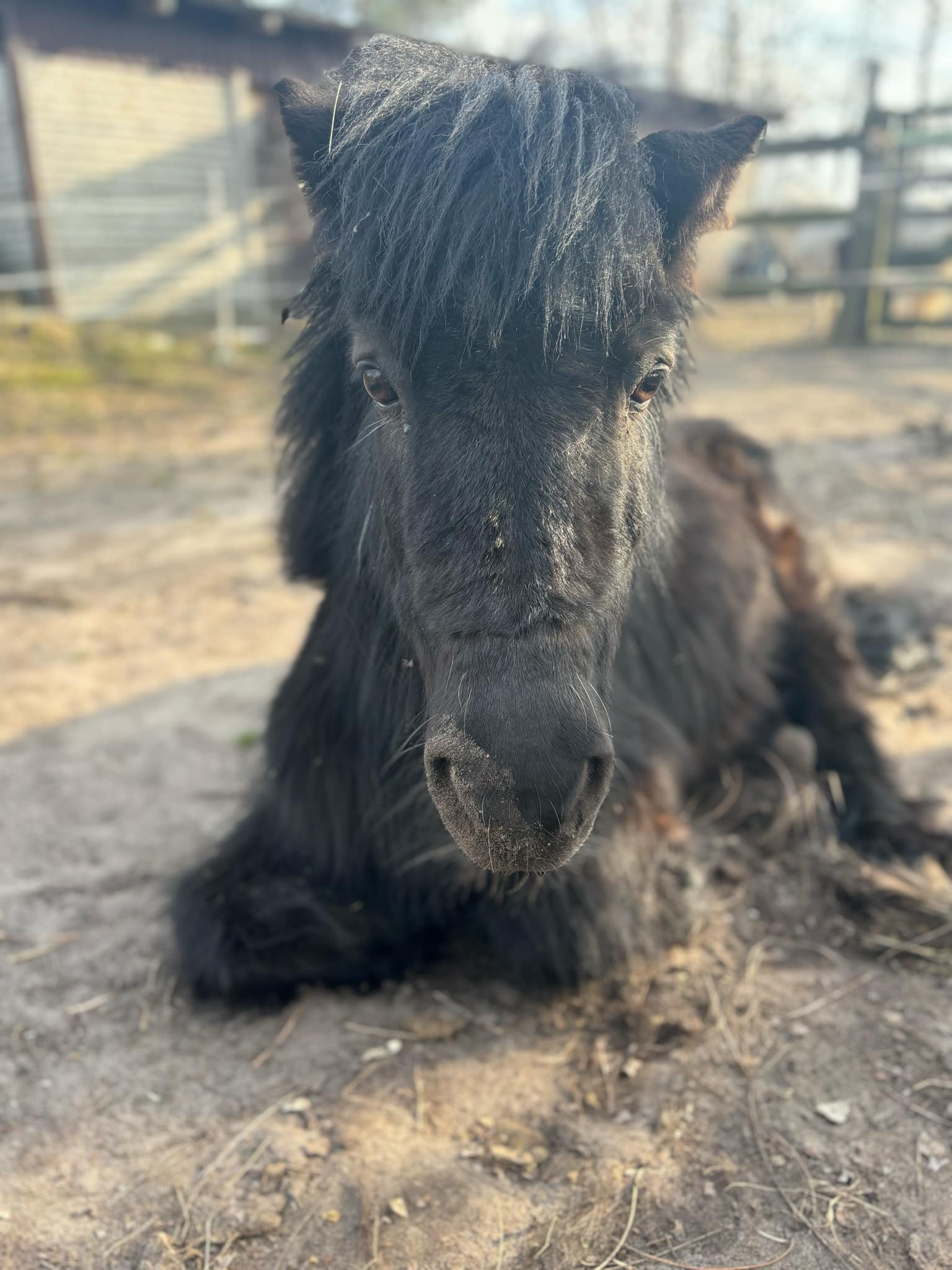 Fundacja Kraina Zwierząt