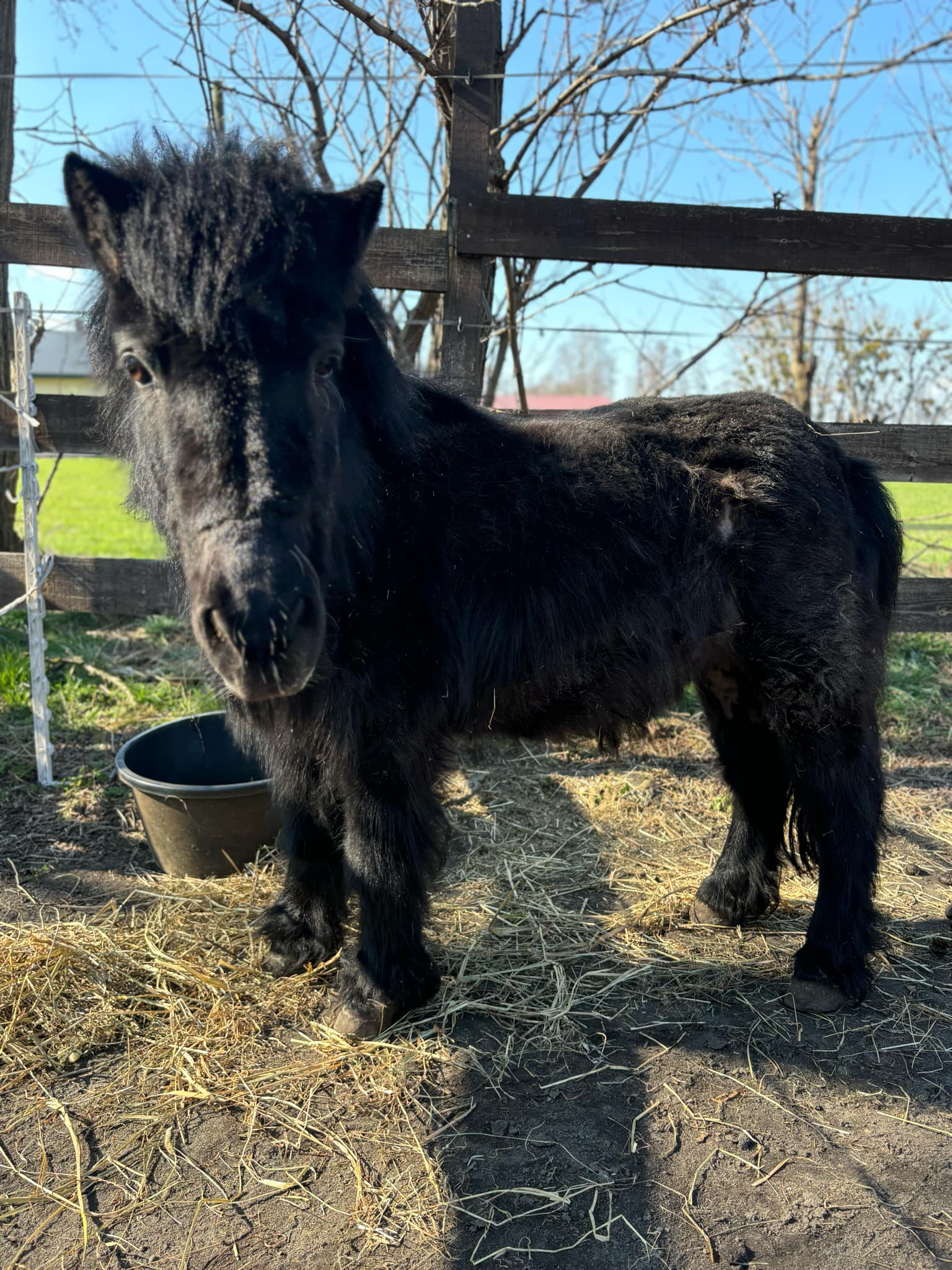 Fundacja Kraina Zwierząt