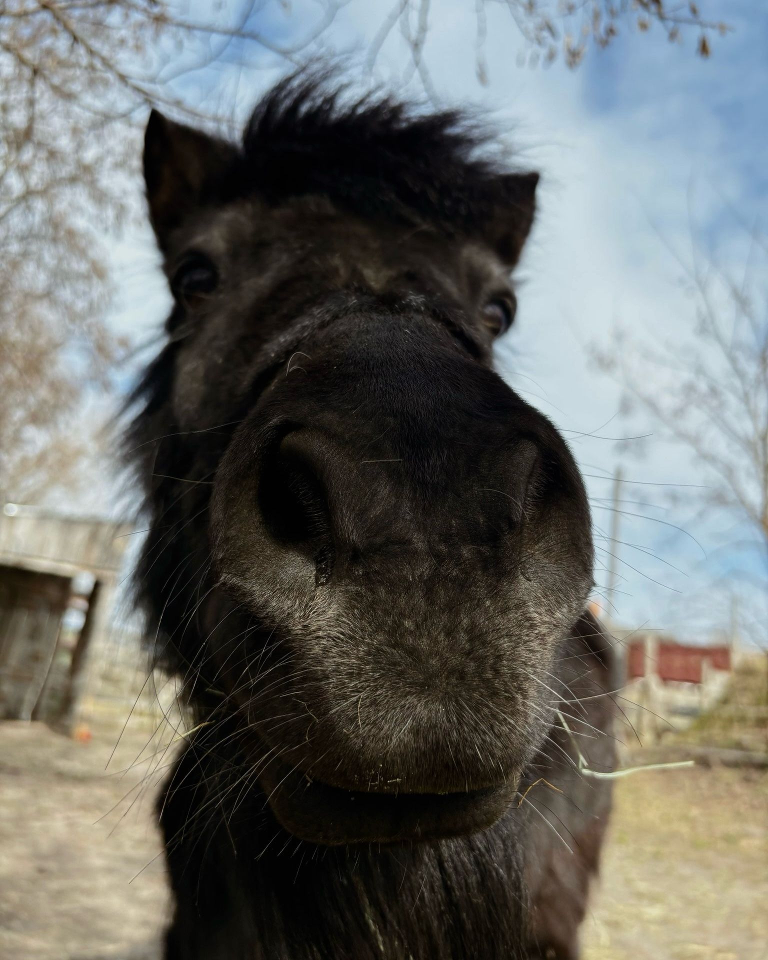 Fundacja Kraina Zwierząt