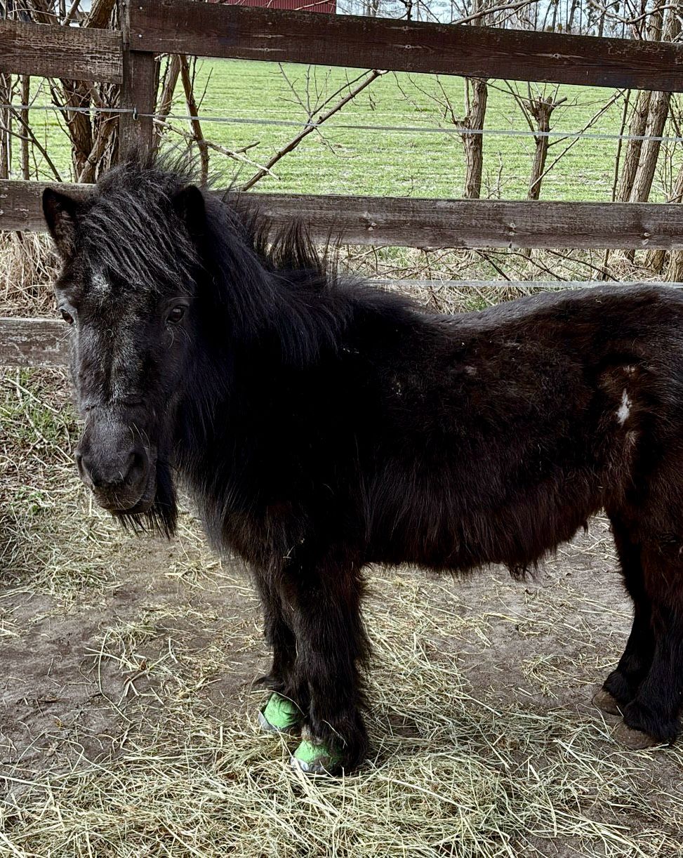 Fundacja Kraina Zwierząt