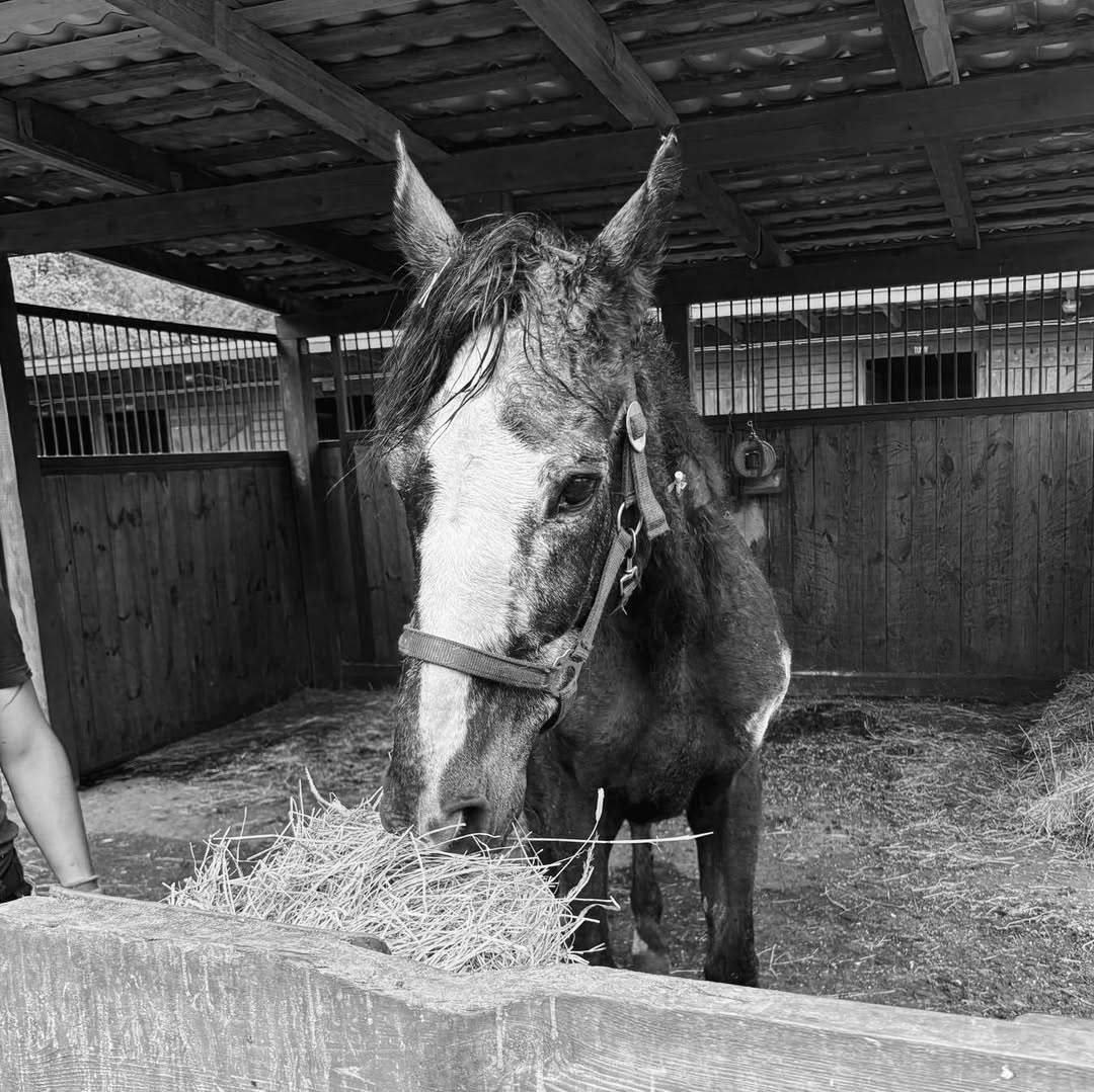 Fundacja Kraina Zwierząt