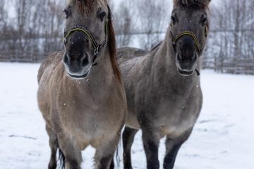 zdjęcie, dwa konie, zima, śnieg